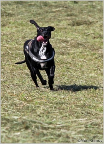 Lucy (Deutsch Kurzhaar, Labrador) Deutsch Kurzhaar Labrador 